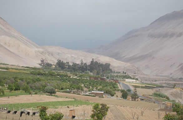 Valle Azapa